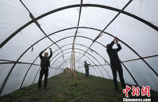 貴州95后大學生不考公務員 回鄉(xiāng)創(chuàng)業(yè)發(fā)展種植業(yè)